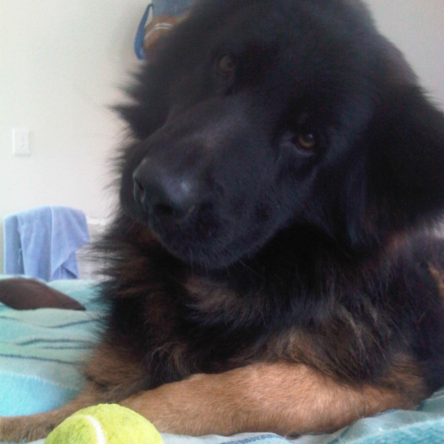 dog