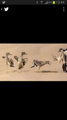 ‏‏عليك بالعلماء بن باز والالباني وبن عثيمين  والفوزان وربيع المدخلي واترك دعاة الشاشة والجمهور