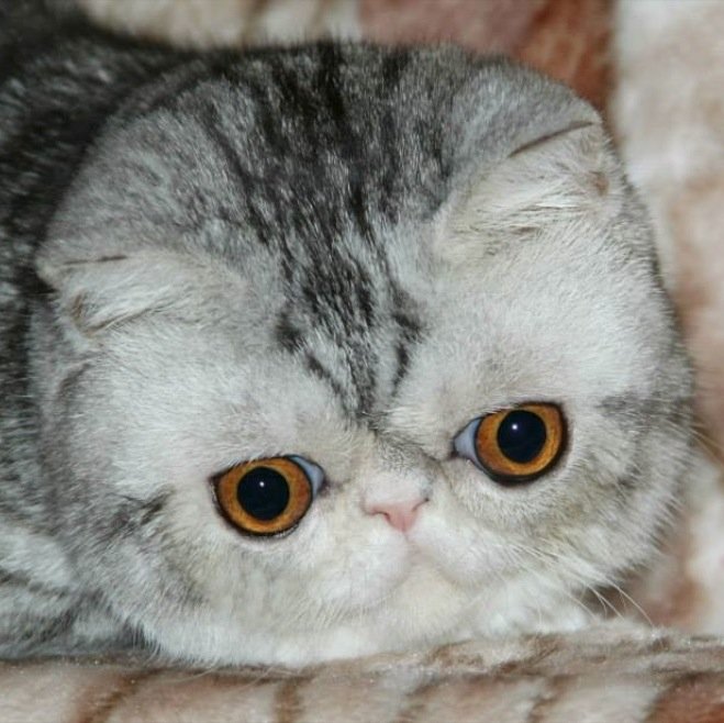 Jazzberry - exotic cats CFA registered cattery. Breed cats with boodlines such as Kiss Herbas, LT*Lelija, Svajone, Dega_Bulus´s e etc. All cats PKD-DNA negative