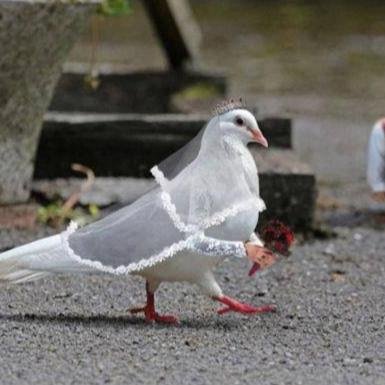 NihaBob's profile picture. 