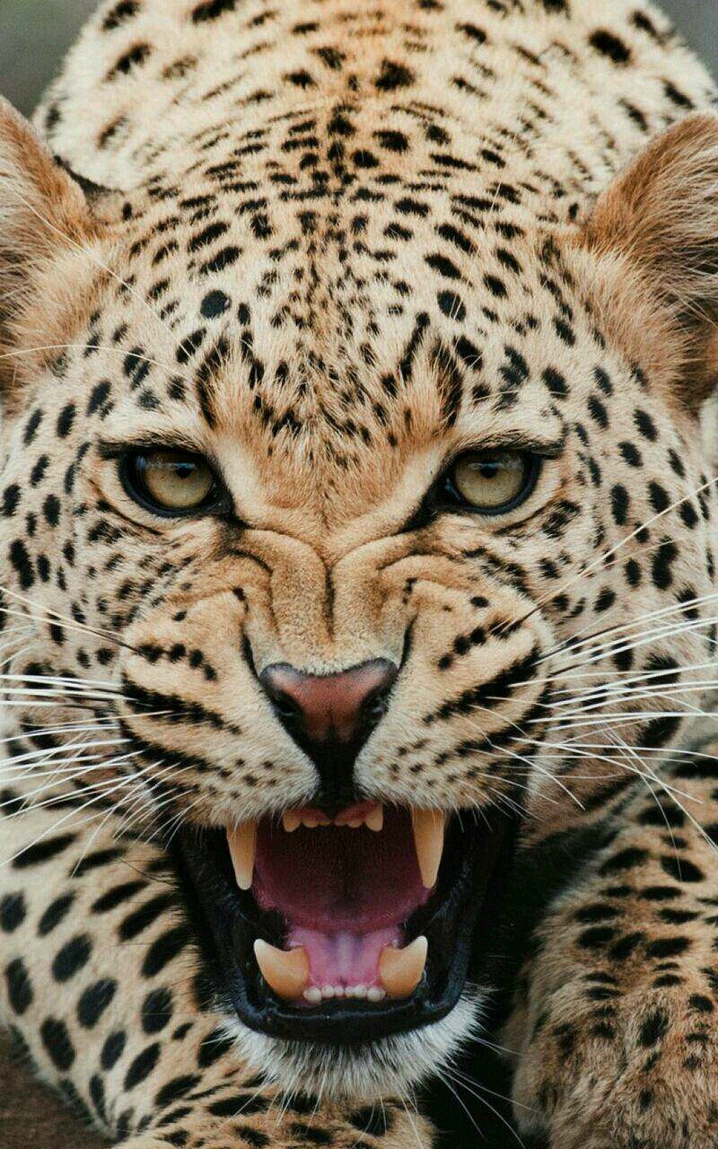 Joshep_Dicky's profile picture. Brave urself 2 learn about life