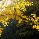 Jackie luu - @LuuXuyen - Twitter