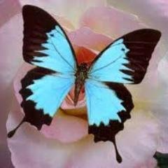 OnlyForMoocs's profile picture. 