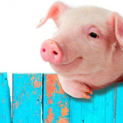 pigs are love. pigs are life. 
https://t.co/POcB9Pm2yB