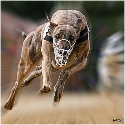 greyhoundwins's profile picture. BRAND NEW! HERE TO MAKE YOU BIG MONEY! FREE TIPS! GET INVOLVED!
