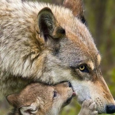 #Female #Loving #Mate:@Kapu_Wolf I am the alpha Female of the Avilik Pack and glad to Help anyone