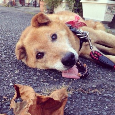 茨城県の北で主にTNRの活動をしています。野良猫を減らしたい、ただそれだけです。