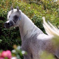 فحل هاااايج  (@hamdsalm3) 's Twitter Profile
