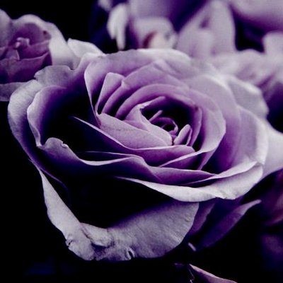 Purple Rose Fusion Aragami3681 Twitter Purple Rose Fusion Aragami3681 Twitter