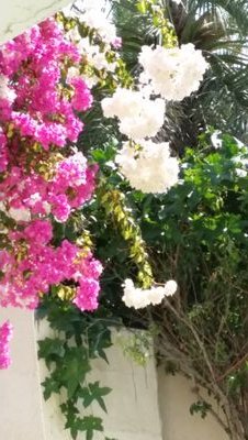 amalhathy99's profile picture. 