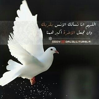 25ab_ab's profile picture. العُمِر لَا يعُودُ الىِ الوراءْ .. لَكنّ قُلوُبُناَ تَعودْ” 
PIN:
51F4EAE3
