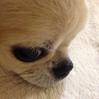 レオ