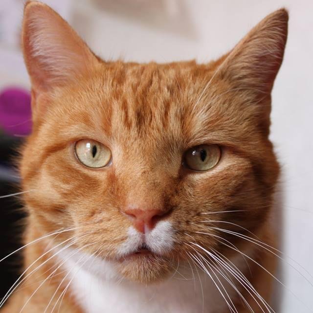 LennyDaCat_'s profile picture. I am a Bootiful orange kitty who was wescued by sum lubly peeps. I lubs my hoomans, toona, sleepin and playing :)