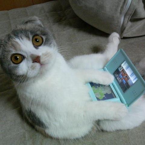 知恵袋で面白かったものをまとめたbotです。面白かったらRTして皆に教えてあげてね！