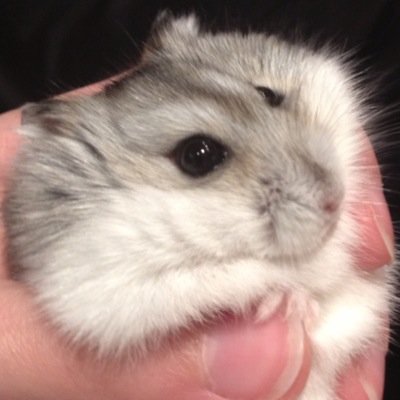 Minecrafter, FanFiction Writer, Awesomer. #TeamFollowBack