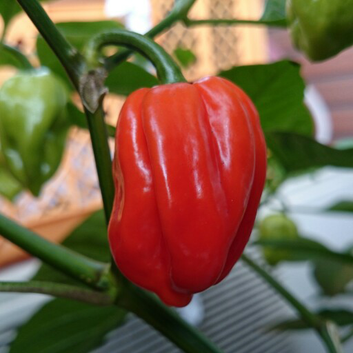 metameta44's profile picture. NGME ろあオケ ディアオケ