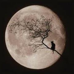 色々な占いについて呟いています。