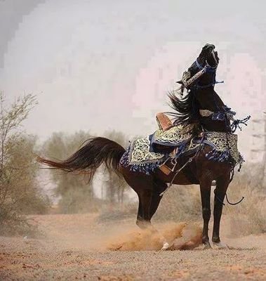 ‏‏العز للرجال الوافيه