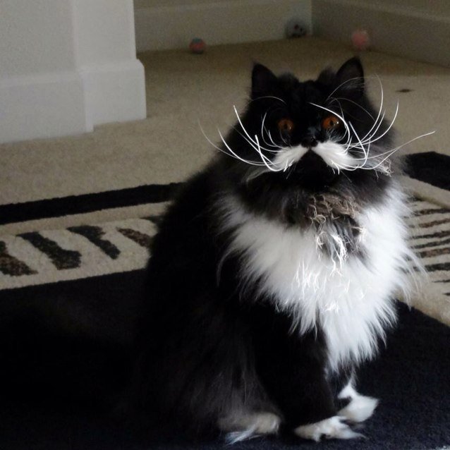 WwePokemon's profile picture. You ilke a FOLLOWERS JUST Did ti