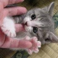 nothigcat's profile picture. 反消費税、反原発、不正選挙の解明を！
Realize the democratic due process！