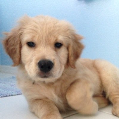 Freetobeheard's profile picture. Who am I... a third grade teacher and just an average American citizen who is dying to see the system change.