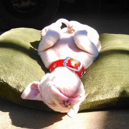 Chayanne333's profile picture. 