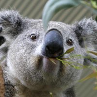 PutoKoala (@tiktikmar) 's Twitter Profile