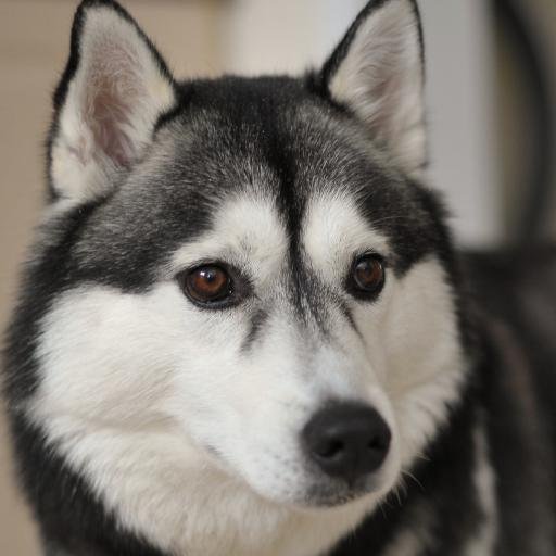 huskytravels's profile picture. A Lego fanatic with a love of dinosaurs, Siberian Huskies, and worldly adventures.