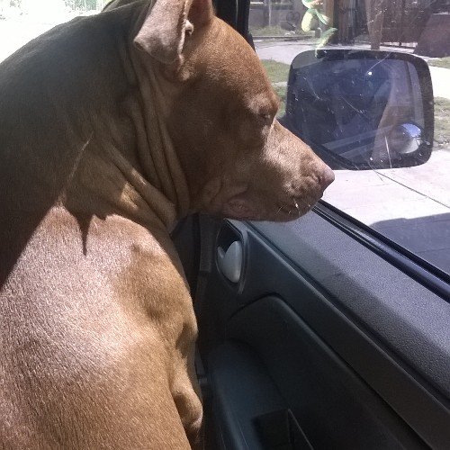 carinaestecho's profile picture. 