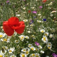 Dr Nicky Witton (@wittonn) 's Twitter Profile Photo Dr Nicky Witton (@wittonn) 's Twitter Profile Photo