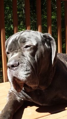 IT and Dogs. Thoughts are my own. CISSP - GCIH-GCIA-GPEN-etc. MSISE STI