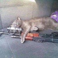Leothecat (@leva10102002) 's Twitter Profile