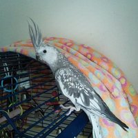 Hazzel (@butters_hazel) 's Twitter Profile Photo