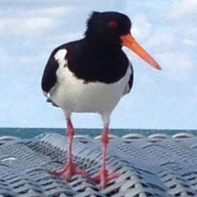 I identify as oystercatcher. 2nd wave ex libfem now radfem. Data scientist, psychologist, everyday cyclist. Still bewildered by brexit