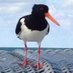 Flunkerich #RejoinEU (@flunkerich) Twitter profile photo