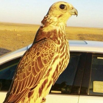 ‏اتشرف بوجودكم لدي ويامرحباا بمتابعيني ولي الشرف من يستطلع علي تغريداتي ويفضلها ويرتوتها واشكركم واتمنأ لكم التوفيق اخوكم / حامد حميد الغنامي