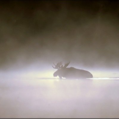 shar_steele's profile picture. 