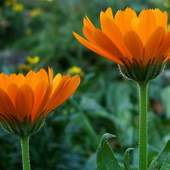 Homeopath, Gardener, Do-It-Yourselfer, Contemplative working on living in accord with Nature