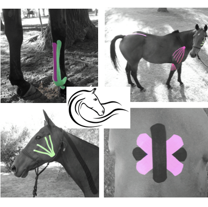 K Active Kinesiology Taping for Horses    & Riders. Using scientific innovation to support natural healing & recovery. Large product range & courses available.