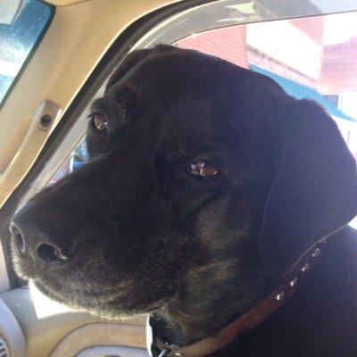 love my sweet girl dog