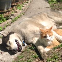 All Dogs Love Walks (@cristinadayco) 's Twitter Profile