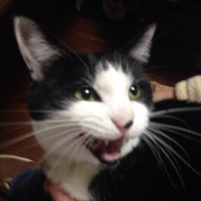 nibutin_k117's profile picture. 中規模急性期病院の診療情報管理士。ようやく診療情報管理室を立ち上げに至りました。ただ、人手不足と管理室の仕事がまだ少ないのもあり、週の半分は受付業務。なかなか思い通りにはなりませんなぁ。ある病気が発覚しつつも、今は投薬治療でなんとか平穏無事に過ごしております。。。