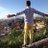 Migue1Fuentes's profile image