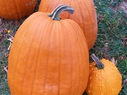 semisweetbar's profile picture. The Pumpkin King