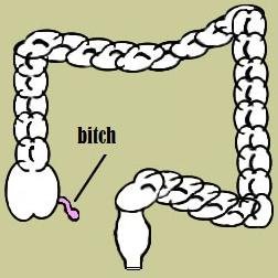 lostappendix's profile picture. This is your appendix tweeting you. Don't make me throw a bitch fit