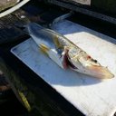 Brock Ewing - @ewing_brock - Twitter