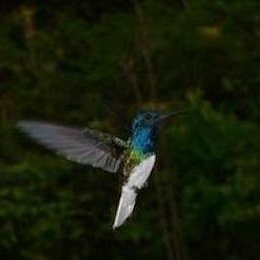 Aripo Hummingbird watch, high up in the northern range.
Come and see our many varieties of hummingbirds, hike to the peak or to the Aripo caves!