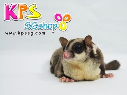 KPSpets's profile picture. 