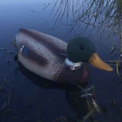 The realist duck on campus