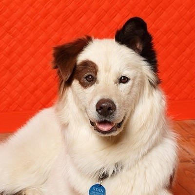 hello I'm Stan,my owners:@TroyBolton159,& @_Bernadette_R,i'm a talking Dog! and i love people a lot theri amazing things